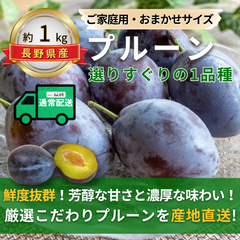 信州のプルーン～選りすぐりの１品種～【内容量】約1kg以上【配送方法】常温配送【サイズ】当店お任せ【品目】プルーン【品種】当店お任せ【産地】長野県【規格】ご家庭用A品【詰め方】バラ詰め【配送までの日数】【配送までの日数】1～4果