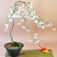白景】 創作盆栽 枯れ盆栽 アート インテリア ドライフラワー - メルカリ