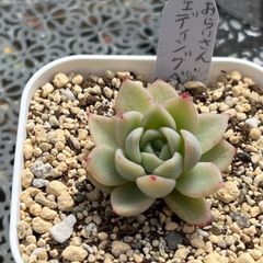 多肉植物 ☘️ ウェディングベル おらいさん苗 抜き苗 札なし