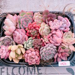 新春特別価格!!多肉植物寄せ植えset♡152♡+プレゼント付き