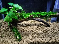 398．流木付き水草 アヌビアスナナ 南米ウィローモス