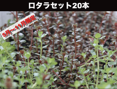 ロタラセット20本