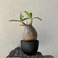特大鉢 美品 中川智治 作家鉢 植木鉢 アガベ パキプス グラキリス 塊根 植物 特大鉢 美品 中川智治 作家鉢 植木鉢 アガベ パキプス