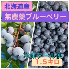 北海道産　冷凍ブルーベリー　農薬、除草剤不使用　１.５キロ