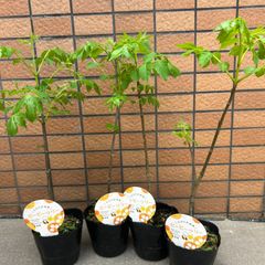 ビービーツリー ×4苗　苗木　二年生
