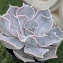 多肉植物エケベリア属リラシナ