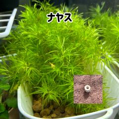【無農薬】ナヤス5株おもりつき