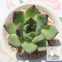 コキリノ　コロラータナウアラ　3号ポット　札付き抜き苗　特価 コキリノ コロラータナウアラ 3号ポット 札付き抜き苗 特価 - メルカリ