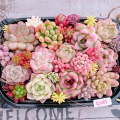 多肉植物 寄せ植えset♡5243