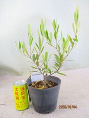 [野風苗木流通] オリーブ　ひなかぜ (6350)全高：40㎝ 宅配便発送