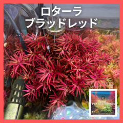 ADA BIO水草の森 ロターラ・ブラッドレッド　20本　アクアリウム