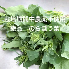 2026年最新】のらぼう菜の人気アイテム - メルカリ
