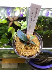 Bucephalandra sp.Red melon レッドメロン JB レッドメロン JB