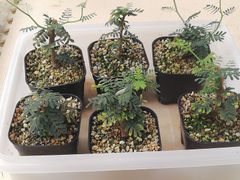 ユッカロストラータ抜き苗1株(鉢などは付きません)タグつき