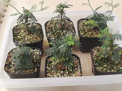 2025年最新】センナメリディオナリス 挿し木の人気アイテム - メルカリ