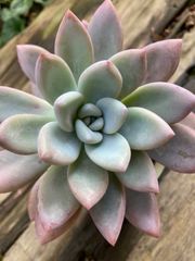 ルビードナ　多肉植物