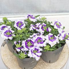 花苗 栄養系 バーベナ パティシエ ブルー＆ホワイト 3.5号 多年草 四季咲き 這性 育てやすい