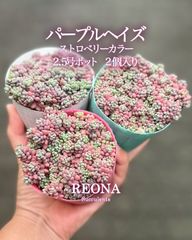 ソングフォーユー song for you エケベリア 多肉植物 韓国苗 2025新