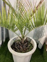 ココスヤシ A1 観葉植物 屋外 現物販売