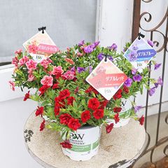 花苗 PW カリブラコア スーパーベル ダブルチェリーリップル ダブルレッド ダブルブルー 4号 栄養系 八重咲き よく咲く 株幅60cm