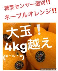 オーストラリア産　ネーブルオレンジ　大玉4kg越え