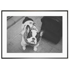 動物写真 犬 フレンチブルドッグ インテリアアート写真額装 AS1297