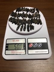 工場直売　関西産　A級品 乾燥なまこ　超ミニサイズ 50g50匹 (計量時50g50本)
