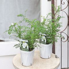 花苗 スワインソナ ガレギフォリア 3号 白い花 多年草 低木 丈夫 かわいい