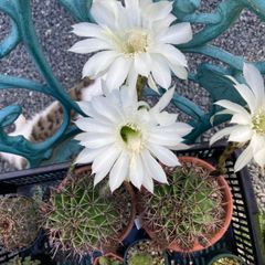 サボテン、短毛丸、白花