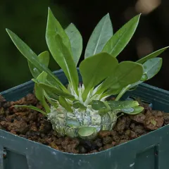 恵比寿笑い ブレビカウレ実生 パキポディウム・恵比寿笑いの実生、成長記録（2019年6月〜更新