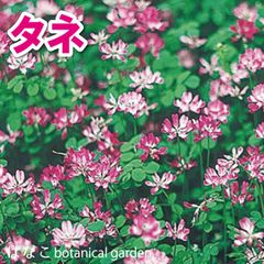 【花のタネ・種】れんげ草　40ml(20ml×2袋)　緑化　越年草　緑肥　蓮華草　ガーデニング