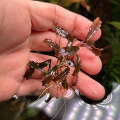 数量限定　ブセファランドラ・クダガン　7株　水草　水中葉　無農薬　スペシャルプライス　ネコポス便　活着陰性