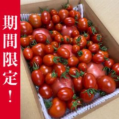 トマトセット！４種のトマト盛り合わせ！3.1ｋｇ！ミニトマト　フルティカ　桃太郎　アイコ　フルーツトマト
