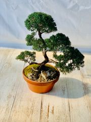 真柏　盆栽　しんぱく