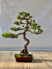 黄金真柏 小品盆栽 おうごんしんぱく - メルカリ