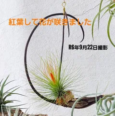 2024年最新】観葉植物 ツノゴマの実 悪魔の爪の人気アイテム - メルカリ