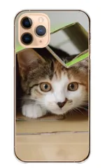 iPhone15plus ケース カバー iPhone15 プラス スマホケース ハードケース 猫 ネコ ねこ 三毛猫 みけねこ ハチワレ トラネコ 写真 可愛い かわいい ペット あにまる カラー01