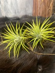 イオナンタ アルビノ  2株セット
