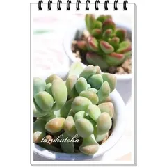 天使の雫 セダム 2寸ポット 弁慶草科 多肉植物 根付苗 多肉激安 セダム苗 可愛い多肉植物