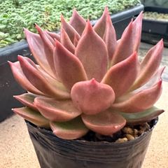 多肉植物 詰め合わせセット 寄せ植えセット エケベリア 韓国苗