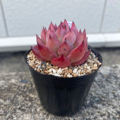 多肉植物 エケベリア ボンファイア