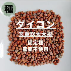 【種】ダイコン　宮重総太大根　農薬不使用　40粒