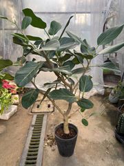 フィッカス　ベンガルゴム　ベンガレンシス　観葉植物　インテリア　グリーン　ゴムの木　ガーデニング　ショップ　装飾　庭　植木　花　ディスプレイ　オシャレ　リビング