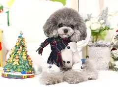 RIOSTUDIO 犬 猫 わんこ ペット ドッグ 秋冬 マフラー ストール アクセサリー 飾り物 タータンチェック柄 人気柄 定番柄 秋冬コーデ 暖かい お洒落 可愛い 格好いい PEEKAPOODLE【ネイビー】