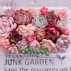 多肉植物 寄せ植え用 大盛りset♡12011