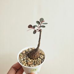 ⑫♡ミニ株♡〚フィランサス・ミラビリス〛Phyllanthus Mirabilis 塊根植物 コーデックス ポット発送