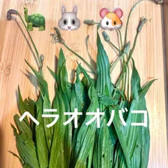山野草⭐️生薬⭐️ヘラオオバコ150g⭐️ハーブ⭐️送料無料のサムネイル