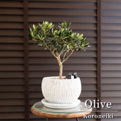 創樹 Olive オリーブの木 7号 セメント鉢 SOUJU Cipressino