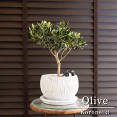 【まいり様専用ページ】Olive オリーブの木 Koroneiki コロネイキ 7号 盆栽 オリーブ 陶器鉢