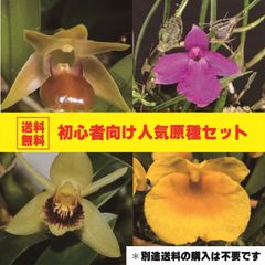 【お得セット！】初心者向け人気原種４種セット！ 【送料無料！】